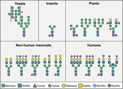 Glycosylated Biotherapeutics: Immunological Effects of N-Glycolylneuraminic Acid